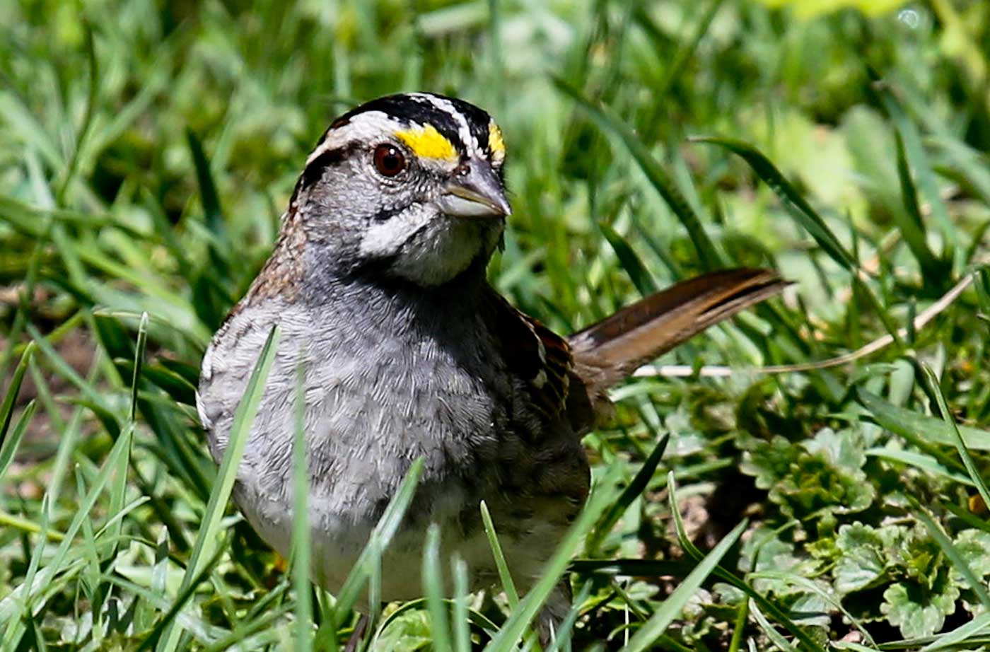 White-throated Sparrow