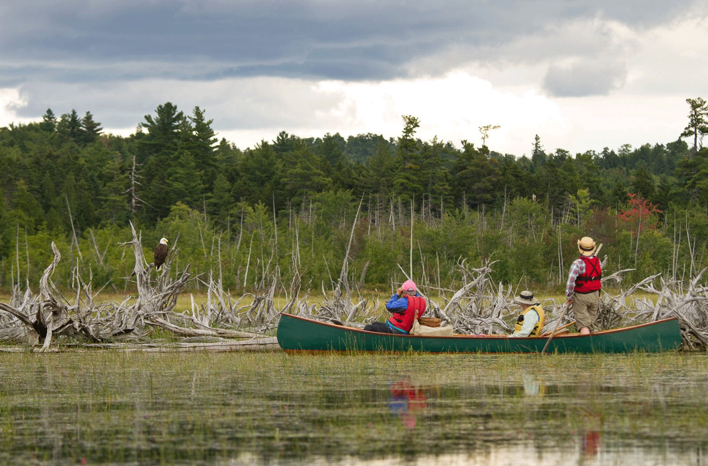people in canoe with binoculars looking at Bald Eagle perched on log in water