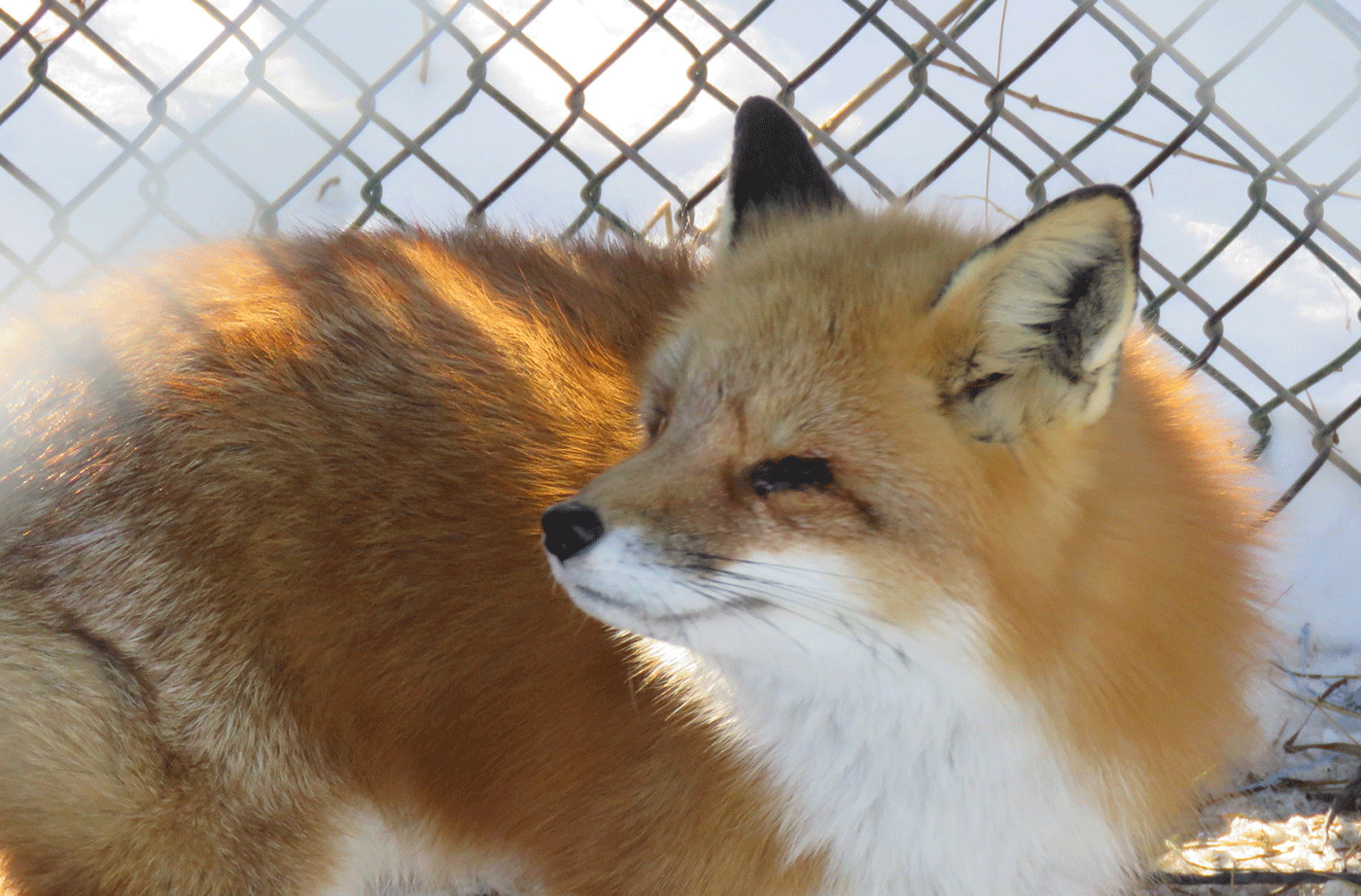 Fox outdoors in pen at Duck Pond Wildlife Center