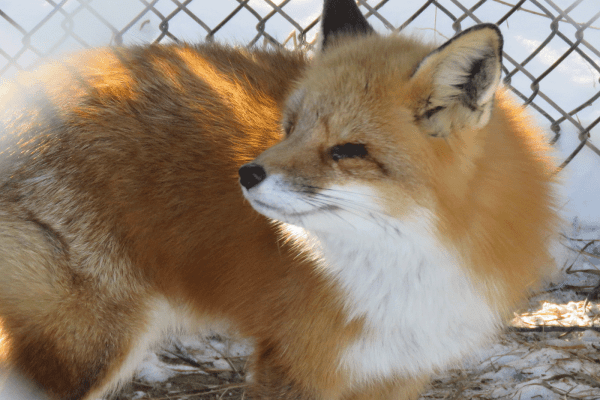 Fox outdoors in pen at Duck Pond Wildlife Center