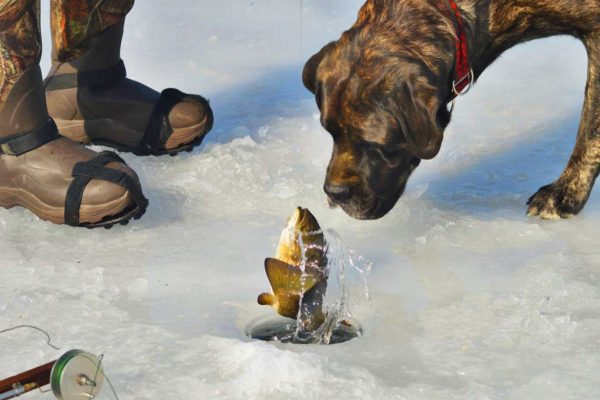dog looking at fish coming out of ice