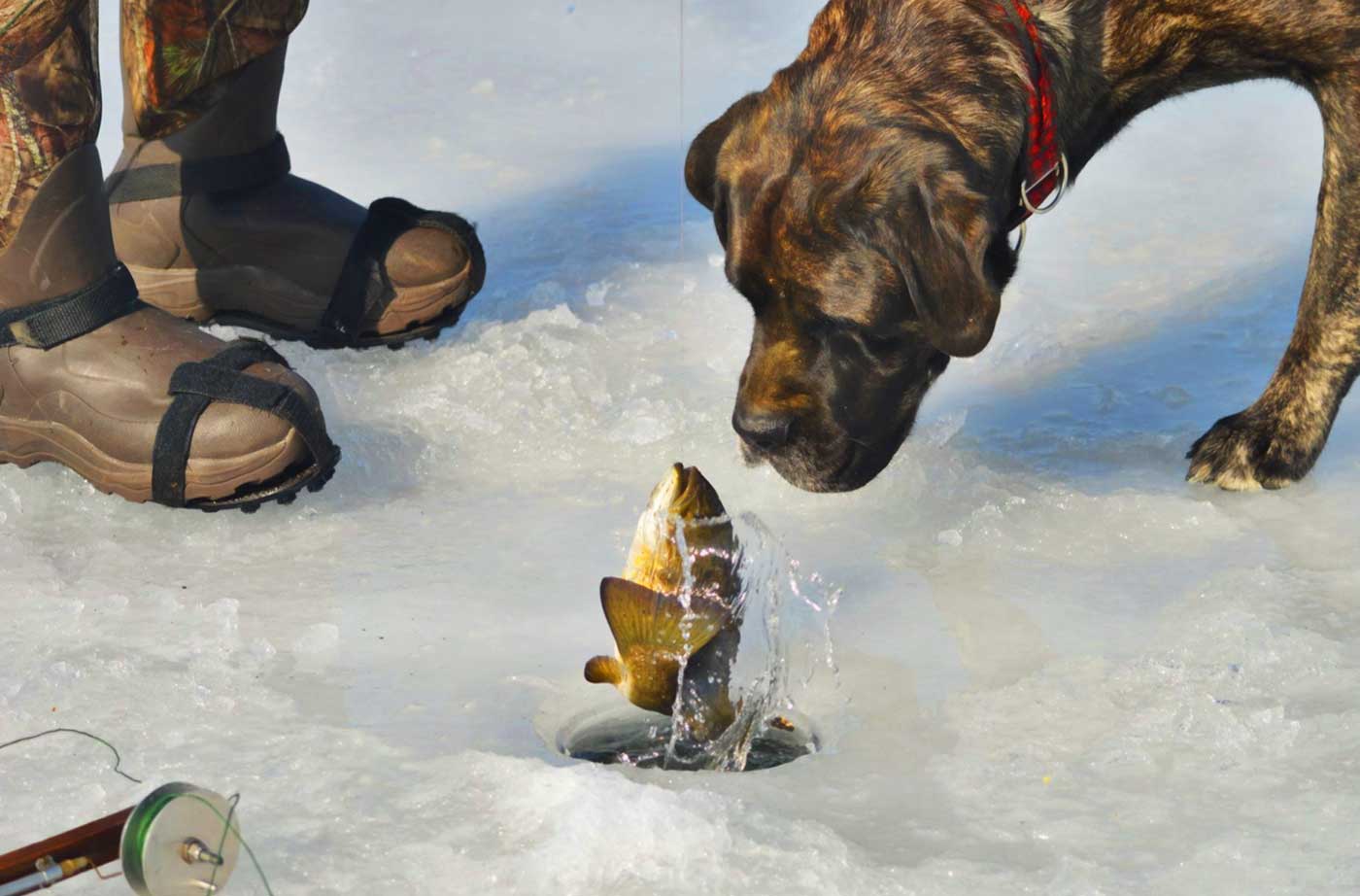 dog looking at fish coming out of ice