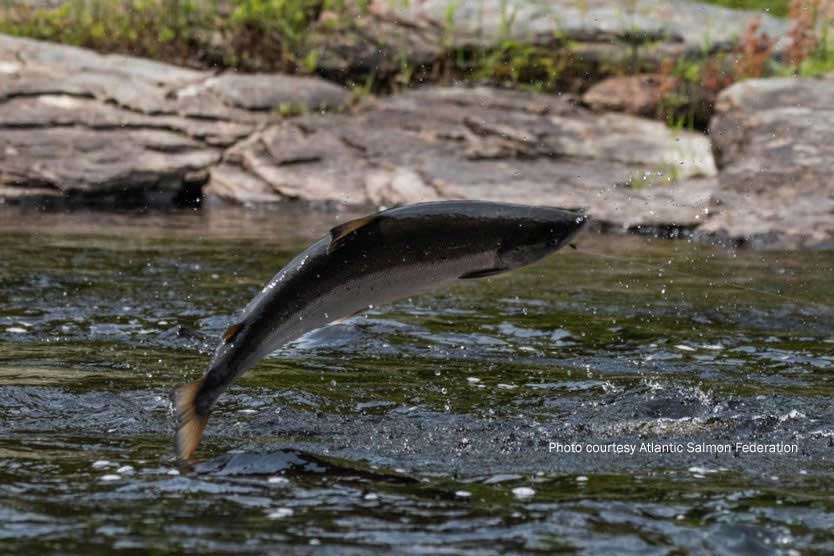 Salmon jumping out of river