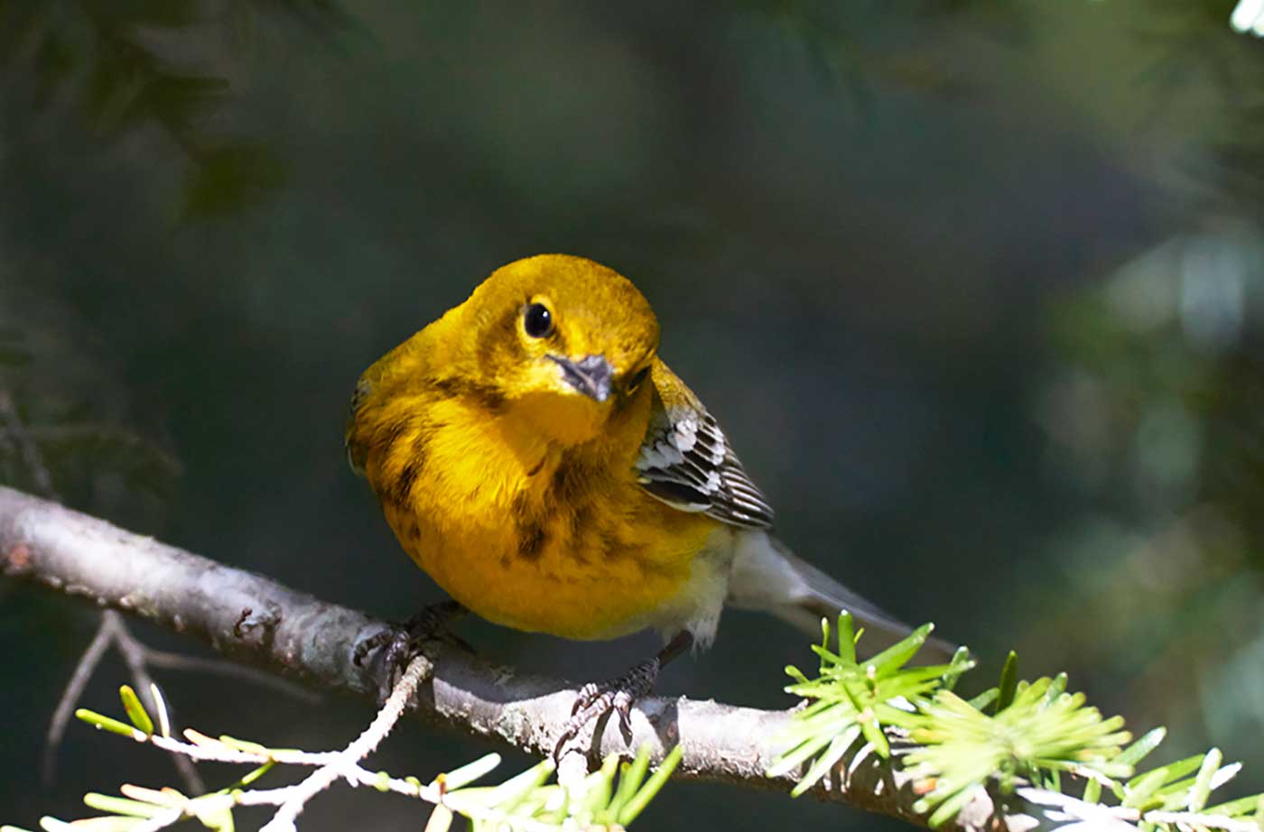 Pine Warbler on tree branch