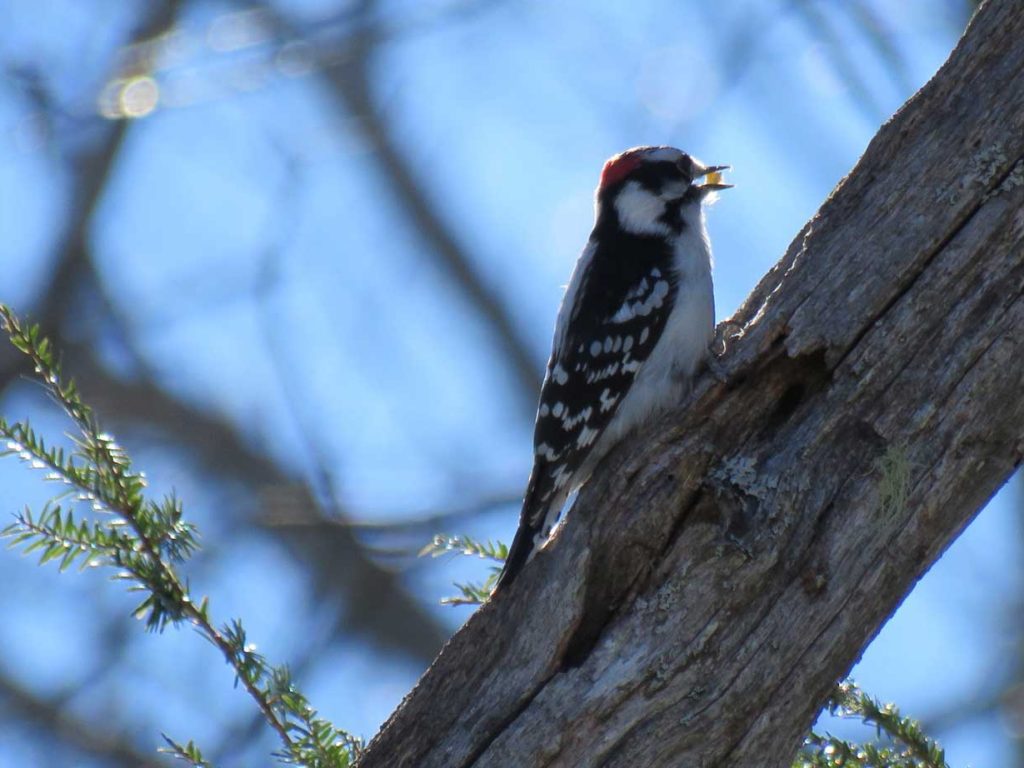 Downy Woodpecker in tree eating suet