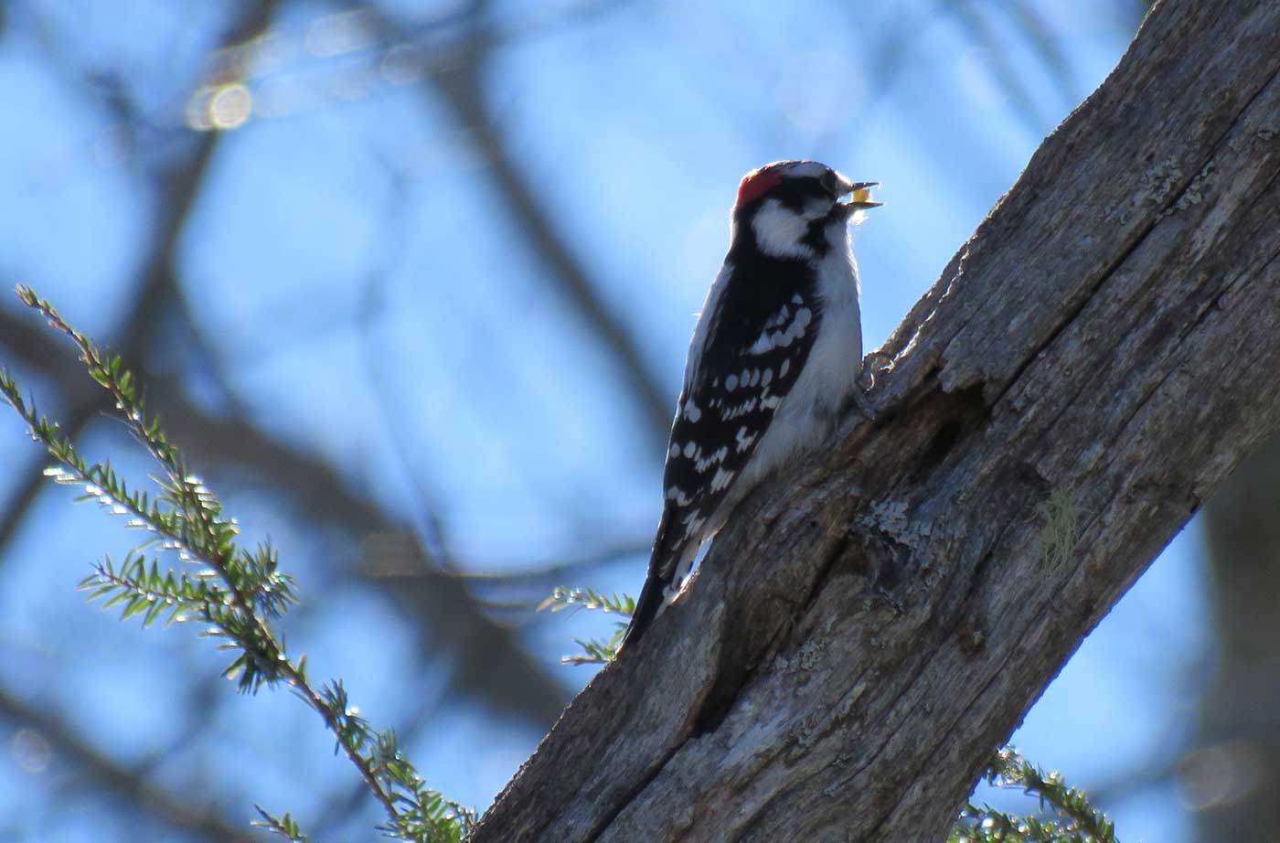 Downy Woodpecker in tree eating suet