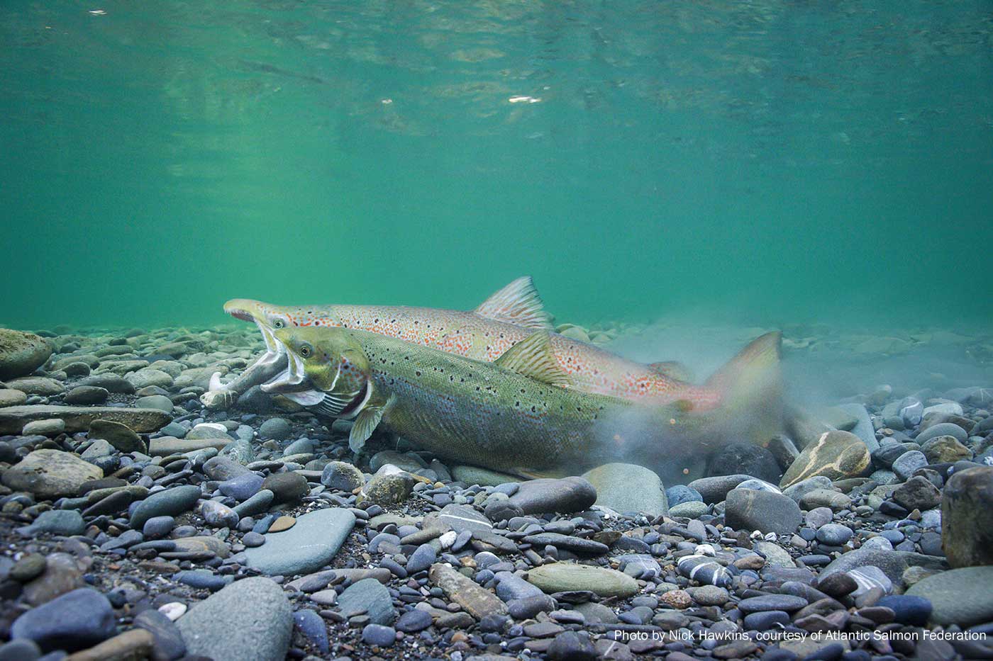 Atlantic salmon swimming along bottom of river