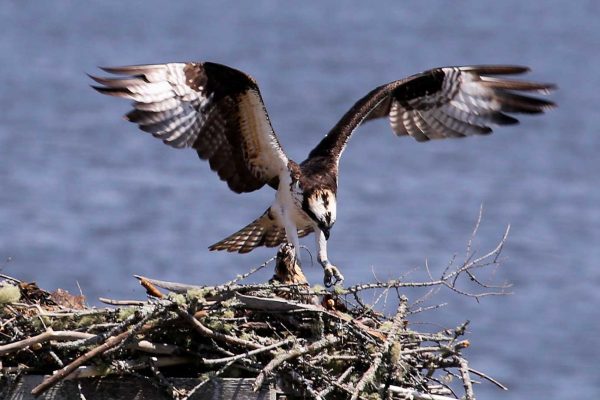 Osprey with wings spread landing in nest