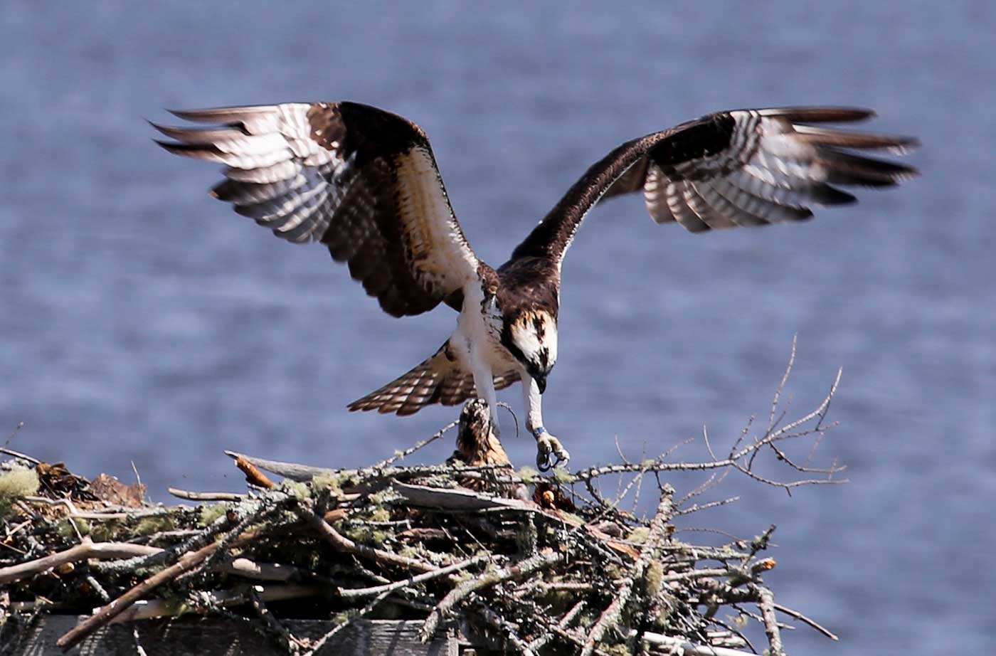 Osprey  Audubon Field Guide