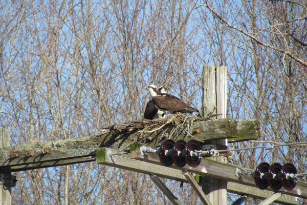 Osprey in a nest atop a utility pole