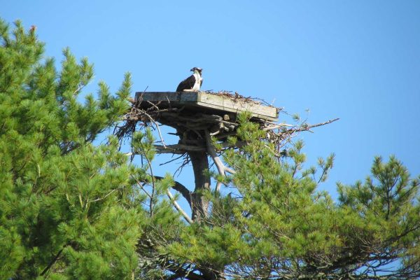 Osprey using nest platform in Freeport