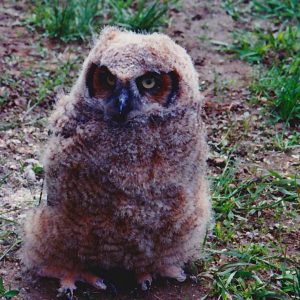 Owlet on ground