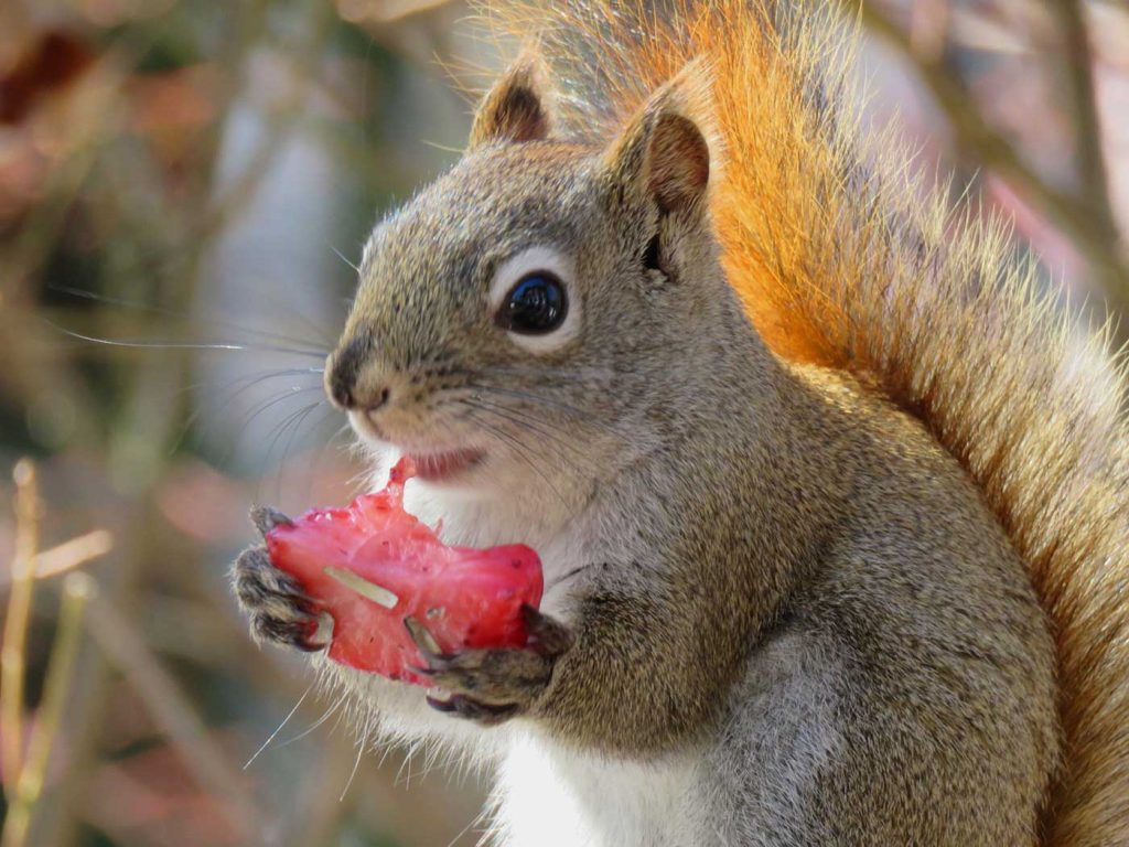 red squirrel eating strawberry