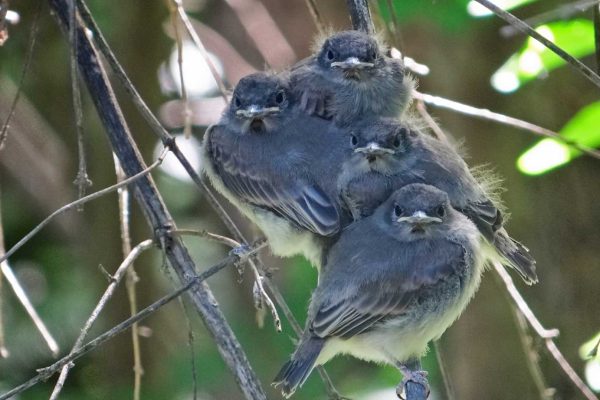 Young birds in tree huddled together