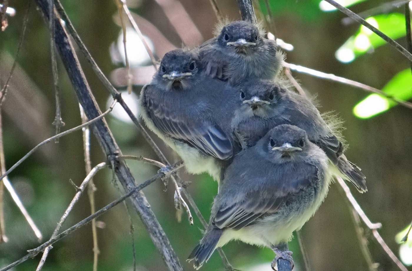 Young birds in tree huddled together