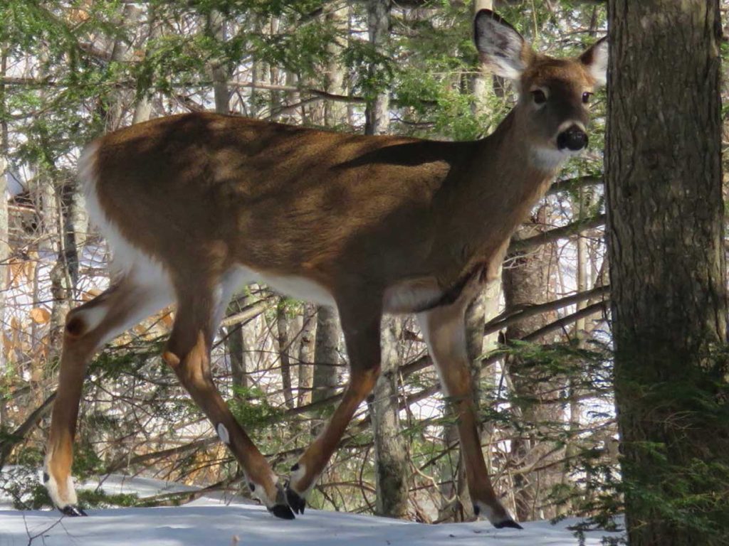 deer in snow