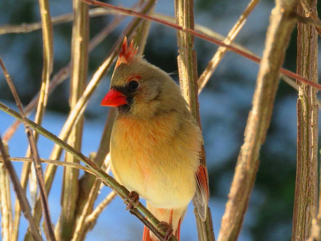 female Northern Cardinal