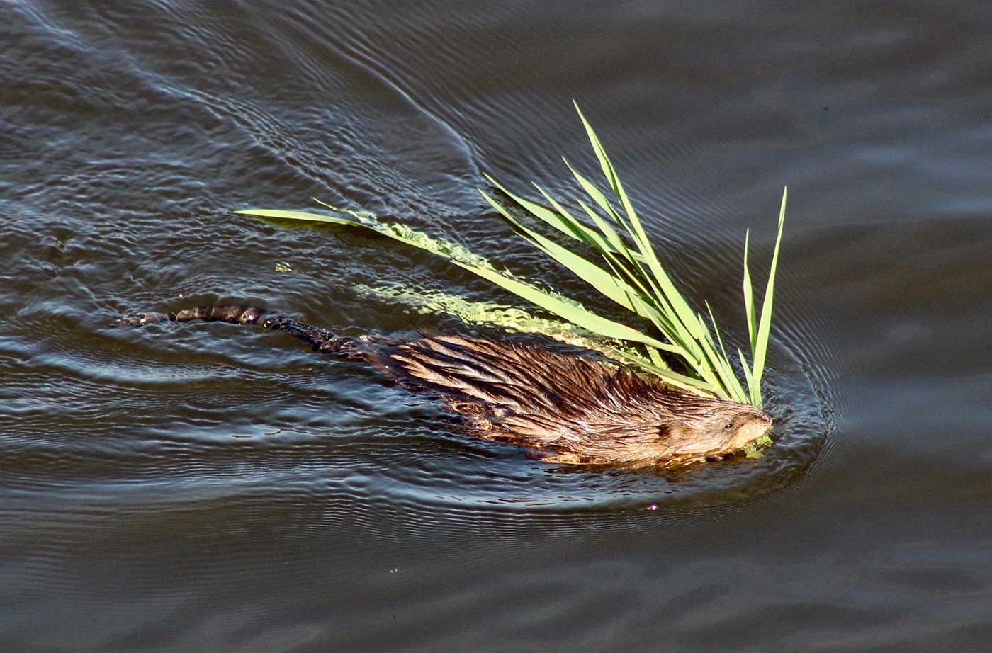 muskrat with leaves in mouth swimming in water