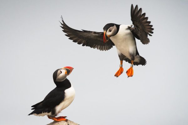 An Atlantic Puffin comes in for a landing on Machias Seal Island.