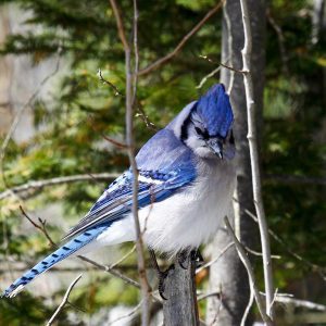 Blue Jay in tree