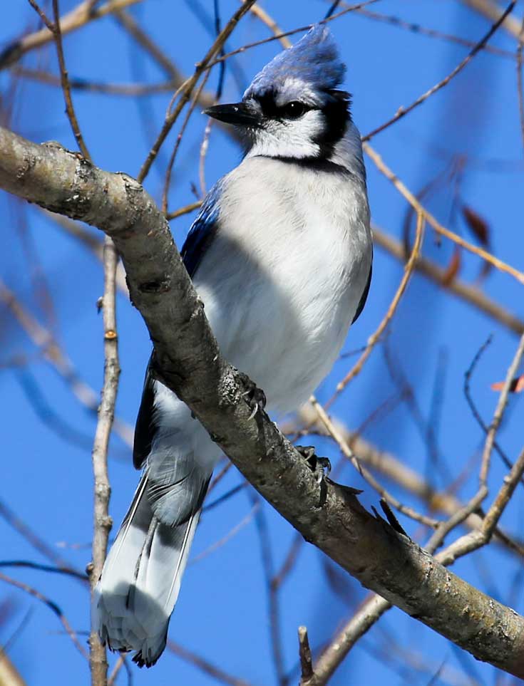 Blue Jay Overview, All About Birds, Cornell Lab of Ornithology