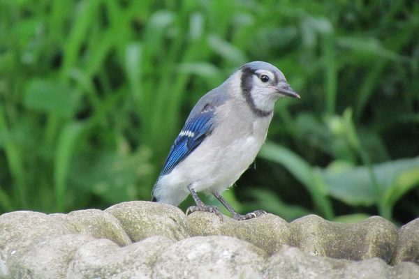 Blue Jay on ground looking to right
