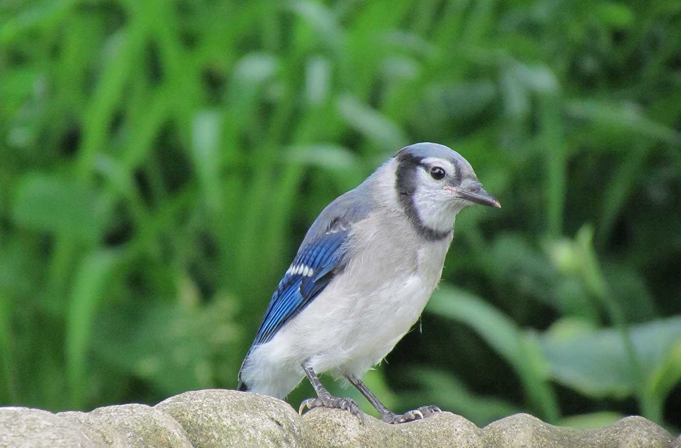 Blue Jay with grass behind it