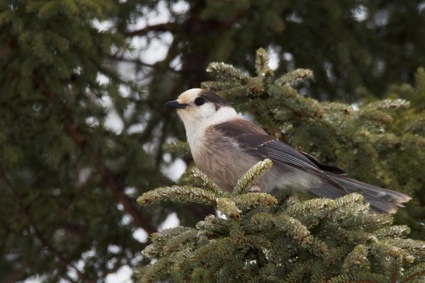 A curious Canada Jay checks me out before flying back into the trees.