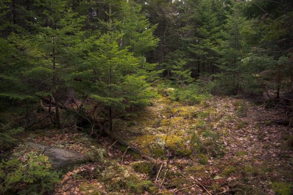 A view of the dense forest preferred by snowshoe hares.