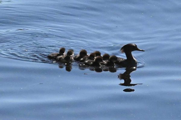 Hooded Merganser and nine babies swimming in lake