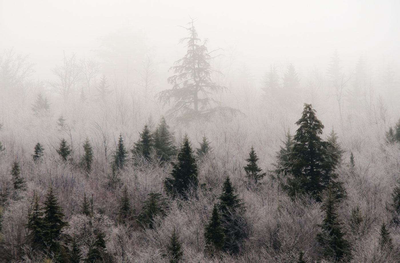 Ice-covered trees fade away into the fog