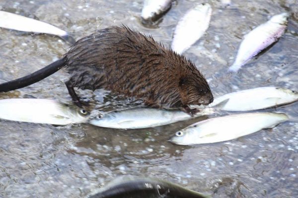 muskrat standing on alewives in water
