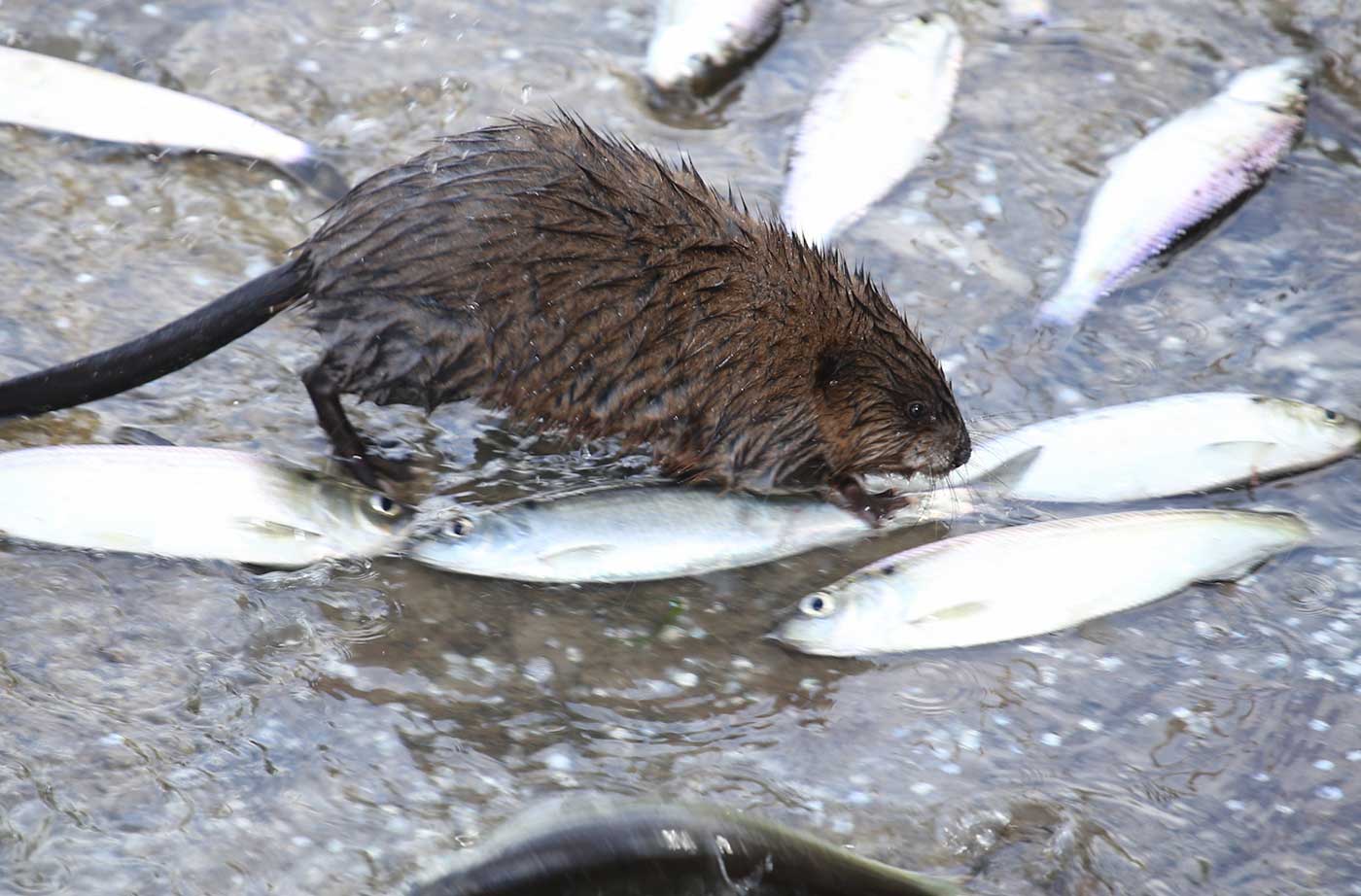 muskrat standing on alewives in water