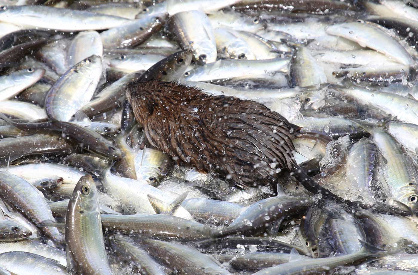 muskrat walking over alewives in river