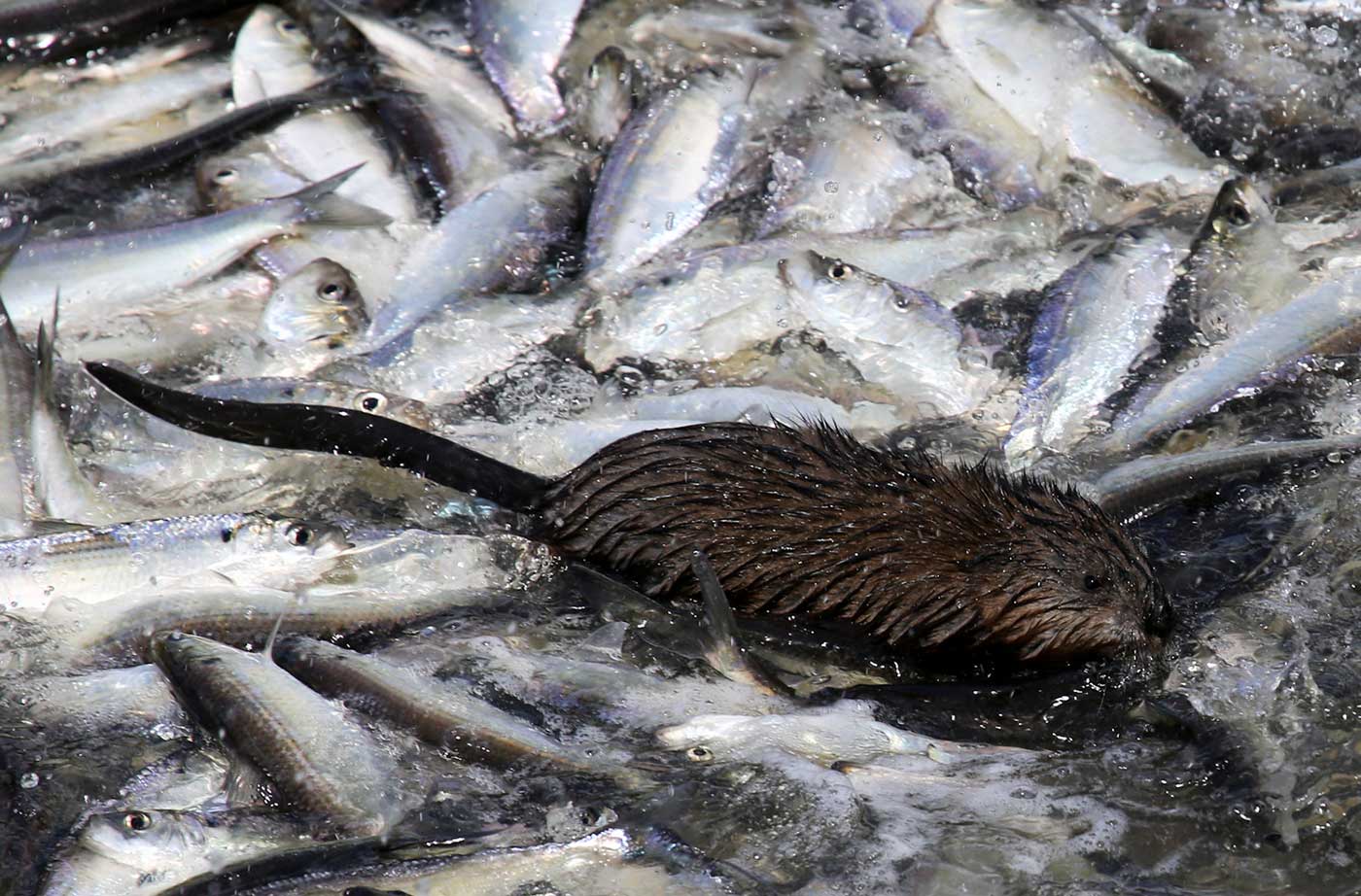 muskrat walking over alewives in river