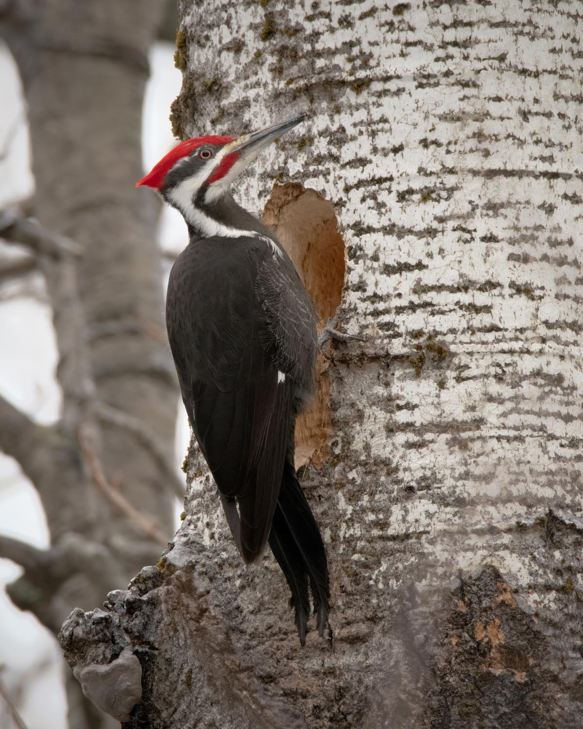 A Pileated Woodpecker pauses in the middle of excavating a cavity in the trunk of an aspen.