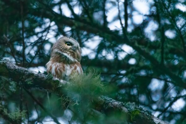 A Northern Saw-whet Owl hooting at dusk.