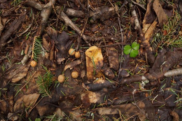 A handful of snowshoe hare pellets on the forest floor.