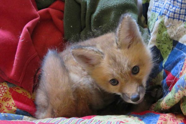 baby fox staring at camera