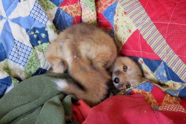 baby fox with hind end in air - laying on a quilt
