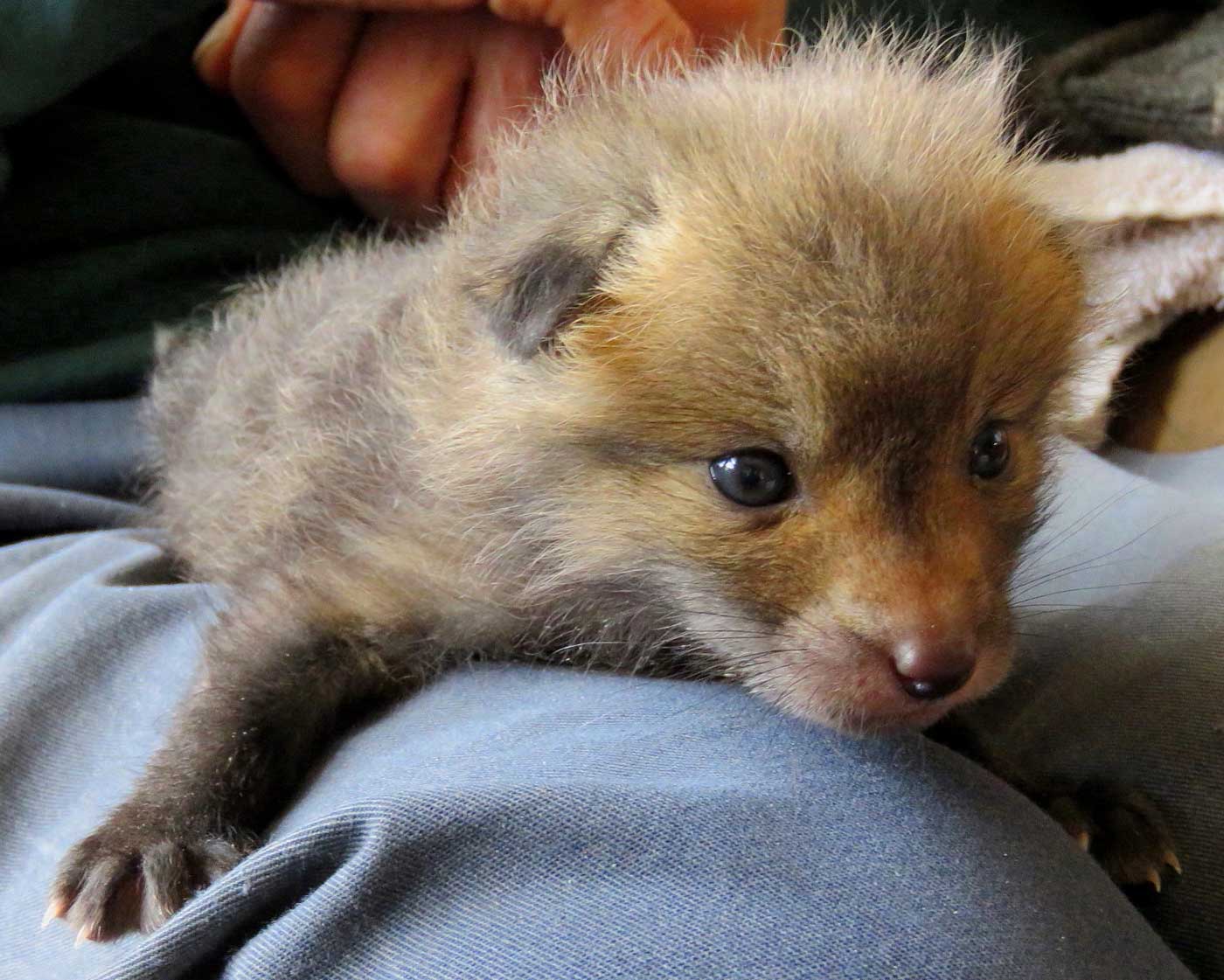 young fox kit laying on person's lap