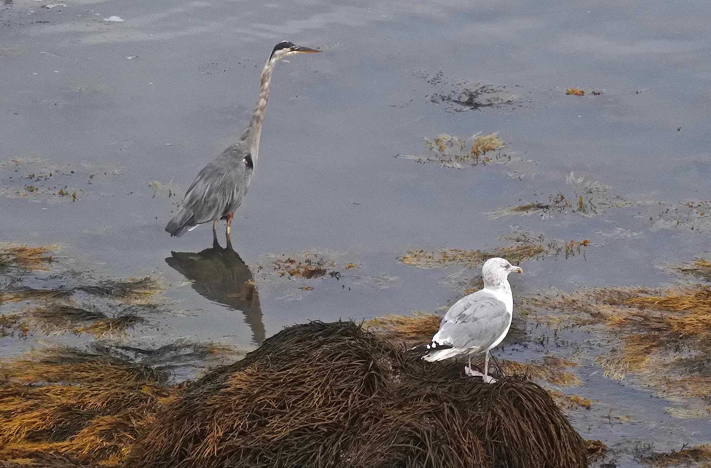 heron and gull perched on rocks and in water