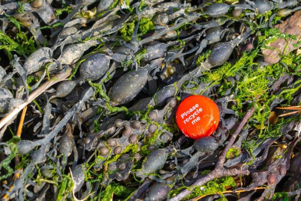 Recycle bottle cap sitting on rockweed