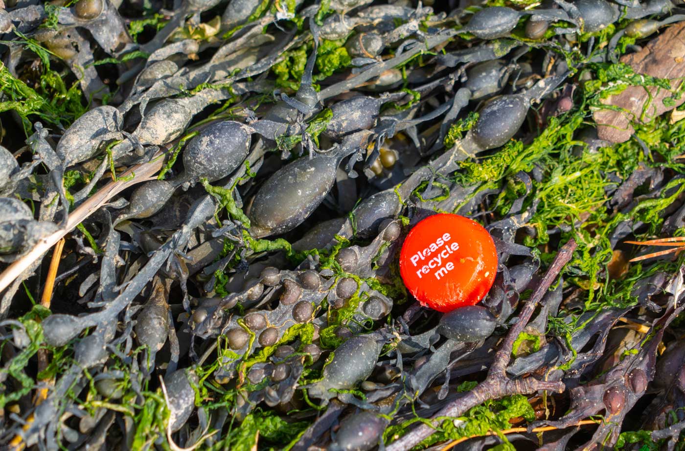 Recycle bottle cap sitting on rockweed