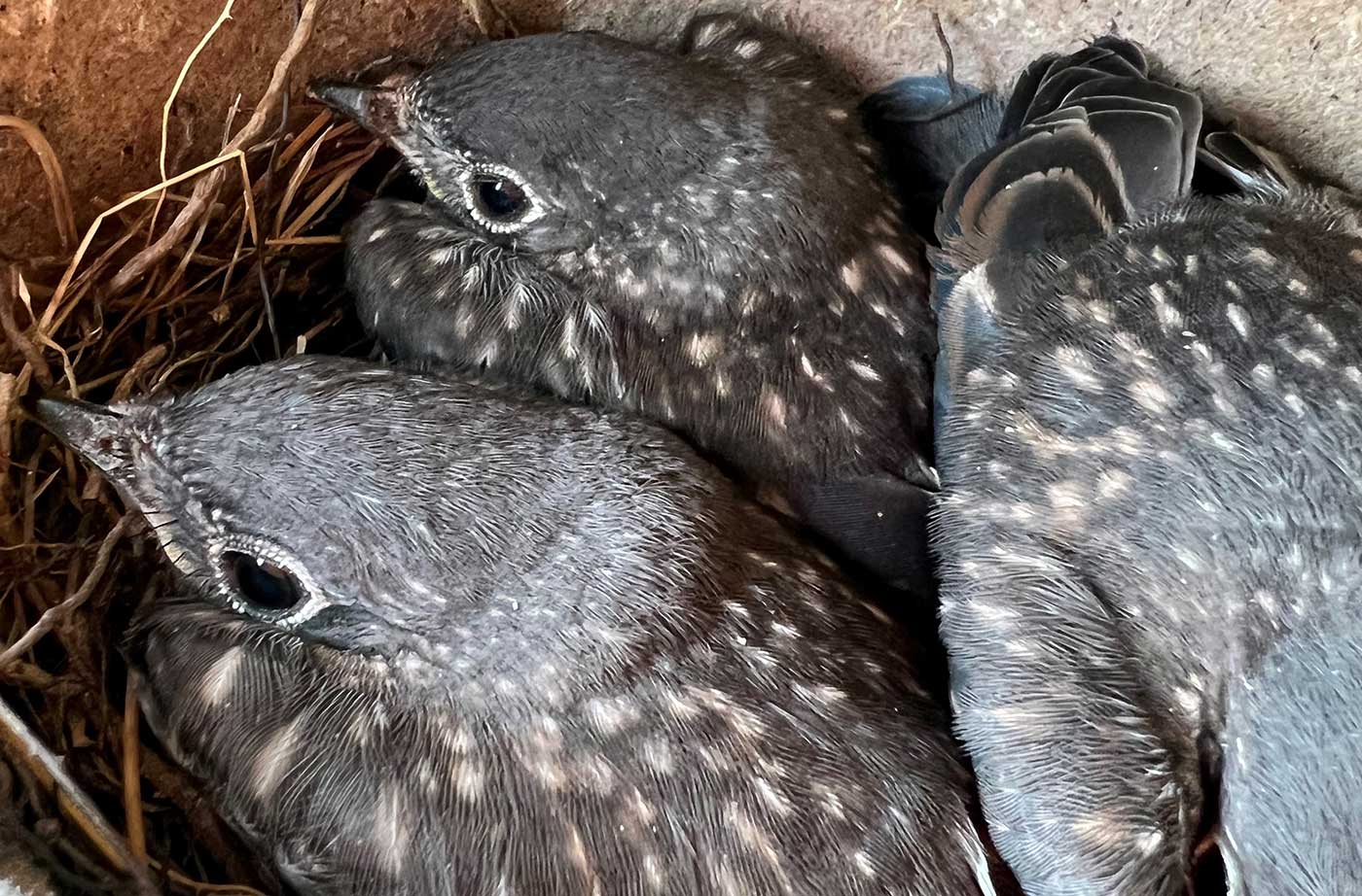 Banner-bluebird-chicks-in-nest-Sedgwick-Leda-Beth-Gray