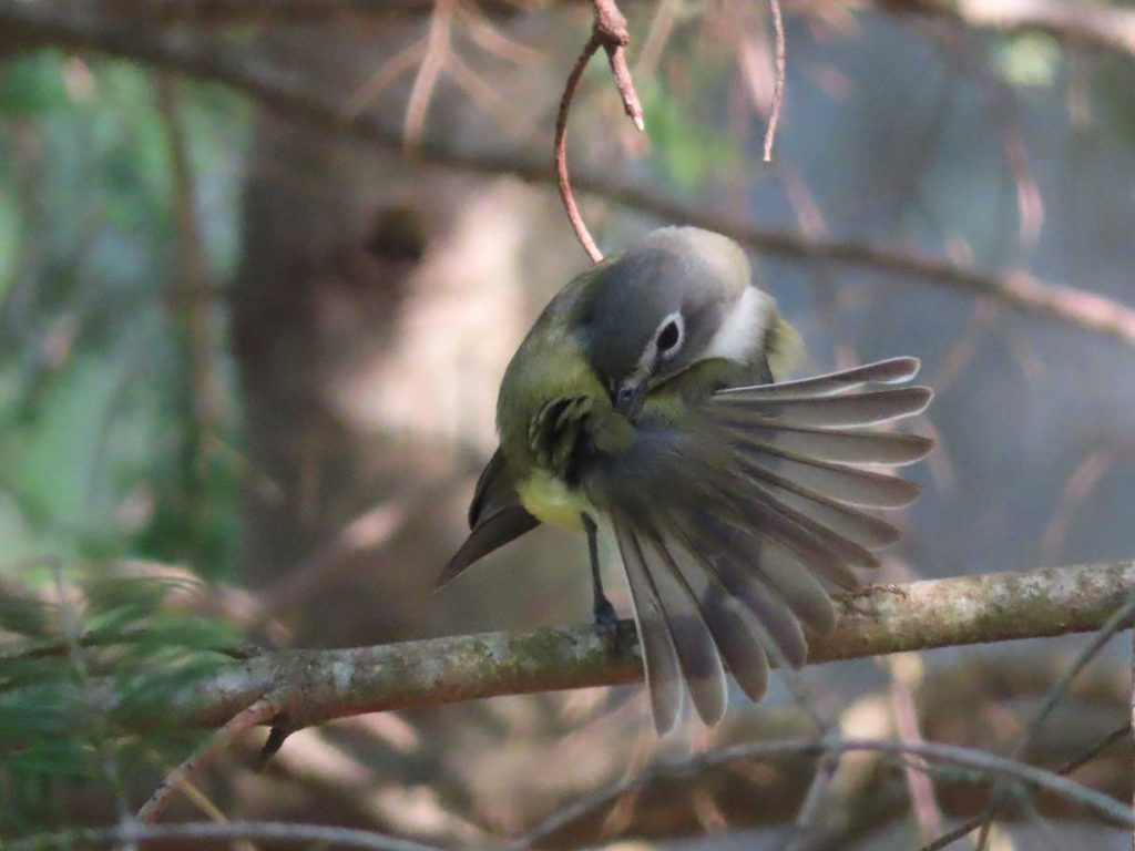 bird with fanned out feathers on tree branch