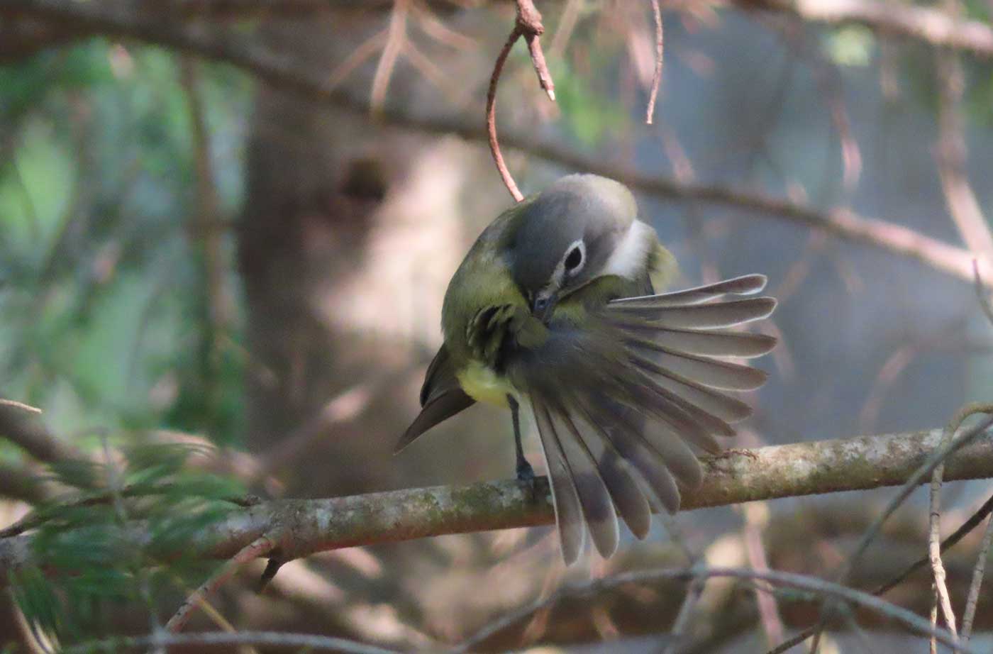 bird with fanned out feathers on tree branch