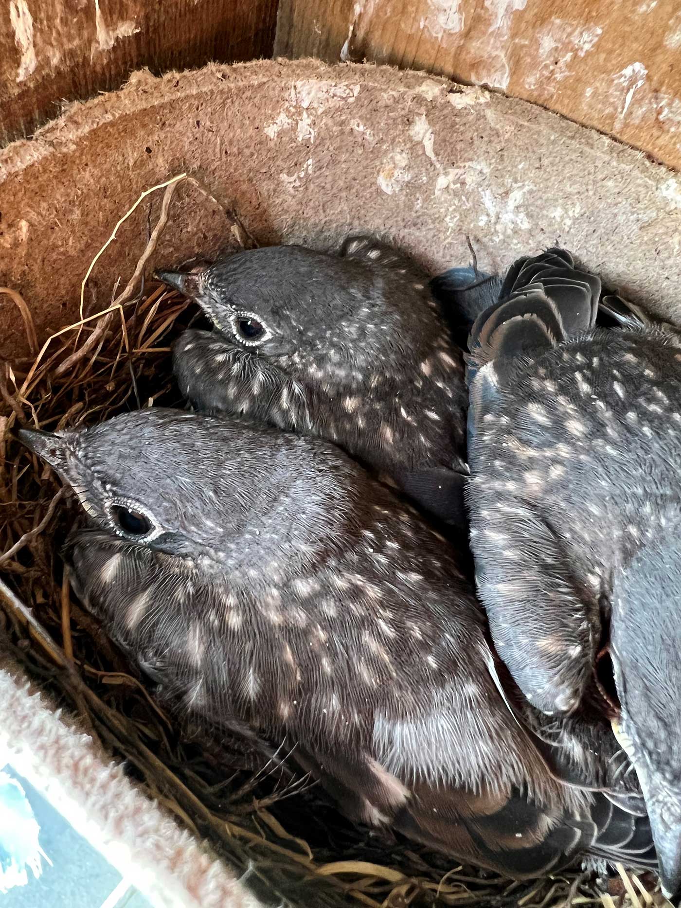 Bluebird chicks in their nest