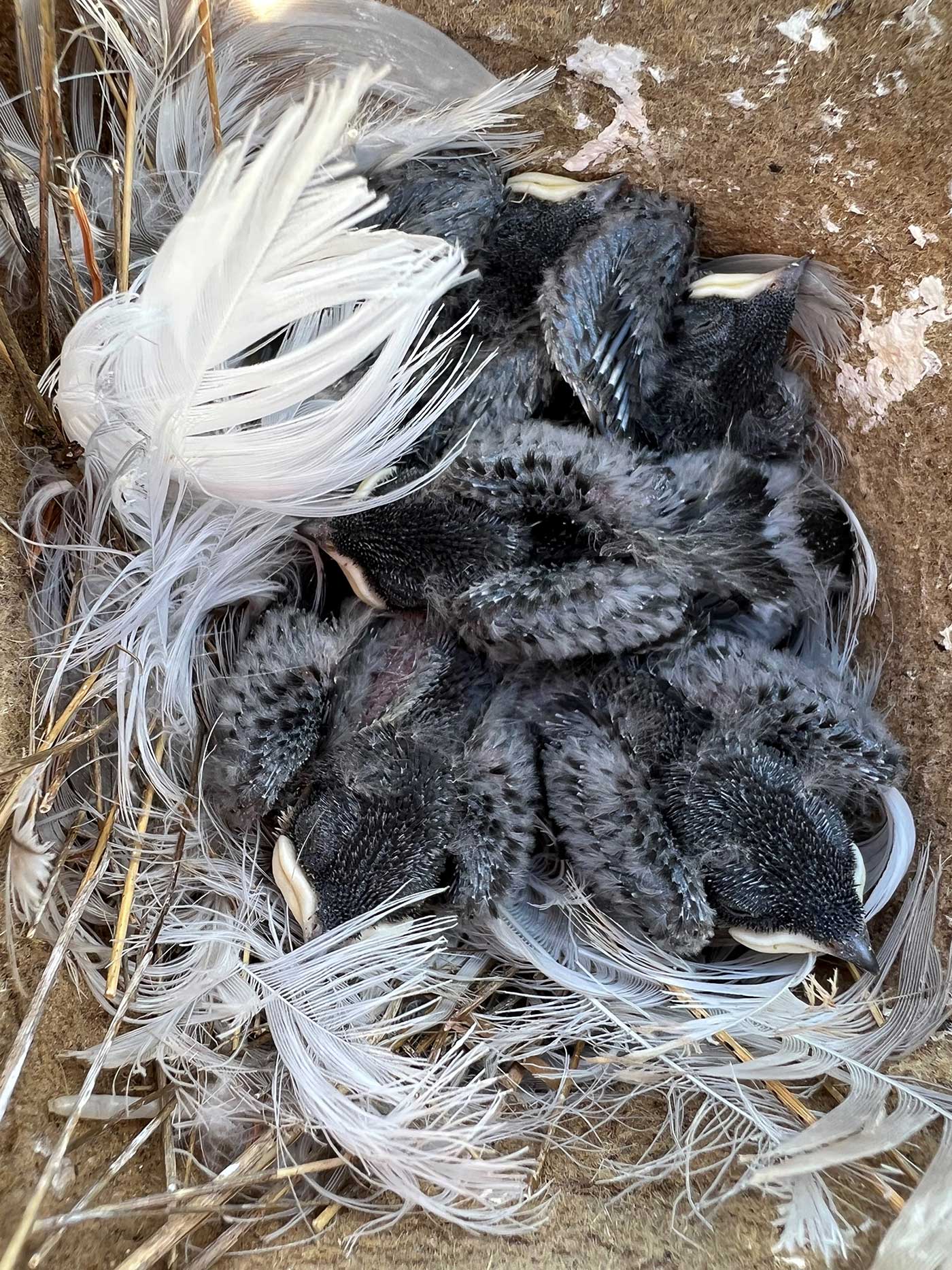 Tree Swallow chicks snuggled together in nest