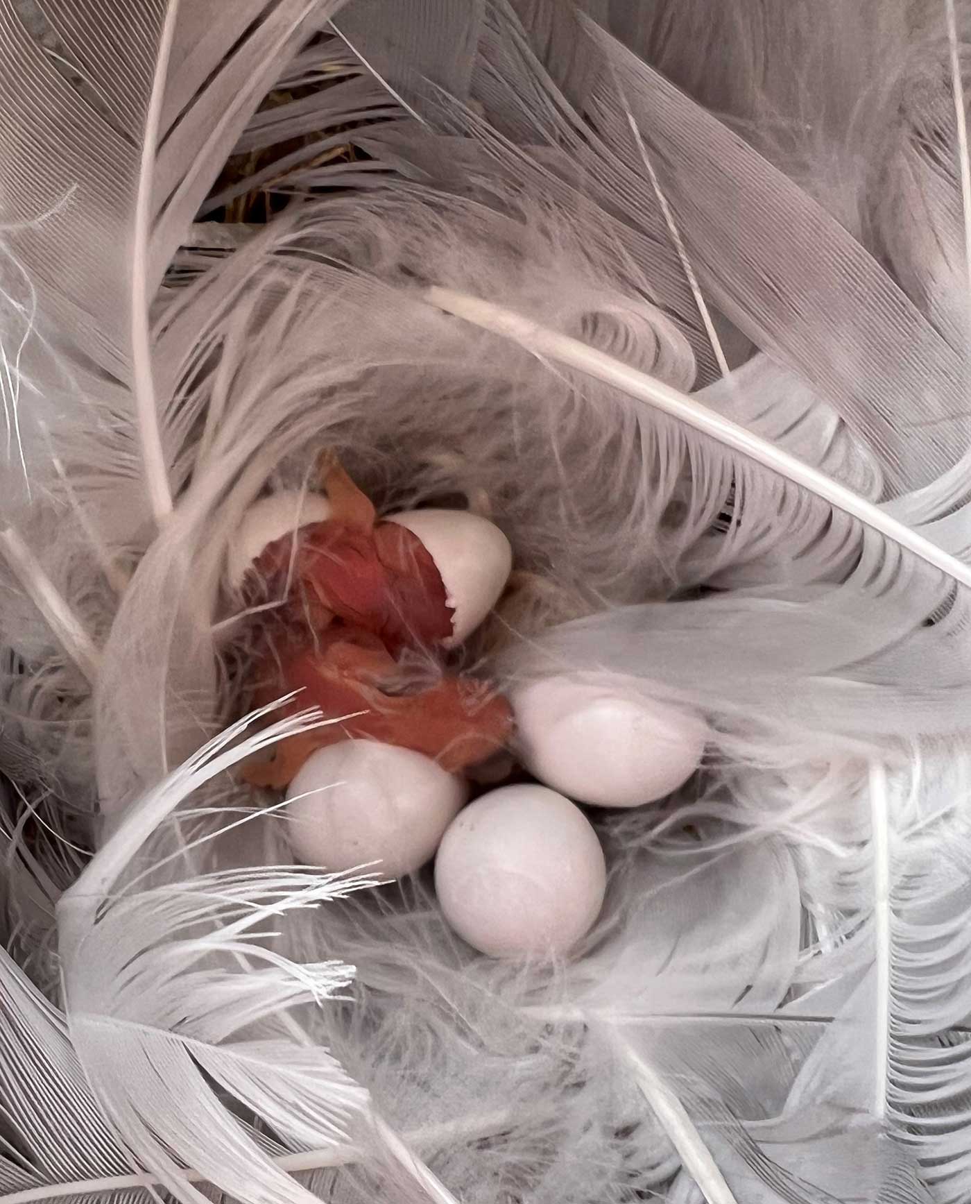 Tree Swallow chick hatching in nest surrounded by feathers